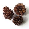 Obrázek z Blue pine - šišky přírodní (20ks) 