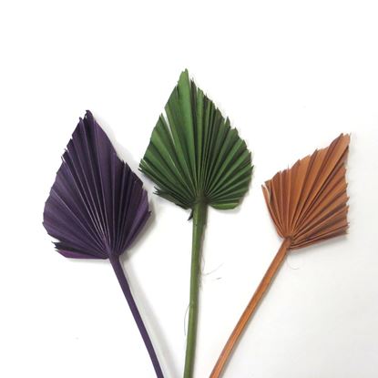 Obrázek Palm spear - barevný (10ks)