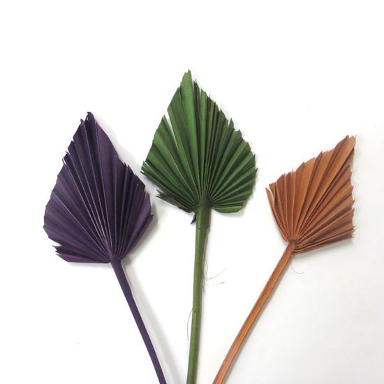 Obrázok z Palm spear - farebný (10ks)