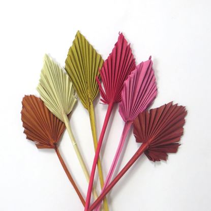 Obrázek Palm spear small - barevný (10ks)