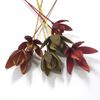 Obrázok z Wild lily - farebná, na stonke (15ks)
