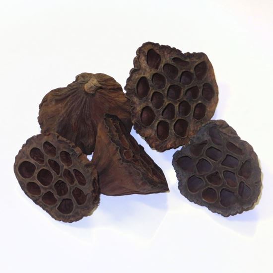 Picture of Lotus pod medium - přírodní (20ks)