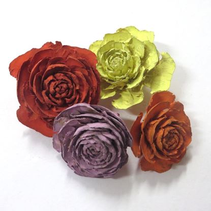 Obrázok z Cedar rose - farebná (25ks)