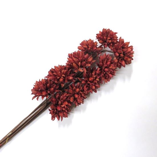 Obrázok z Květ Krokus - červená (10ks)
