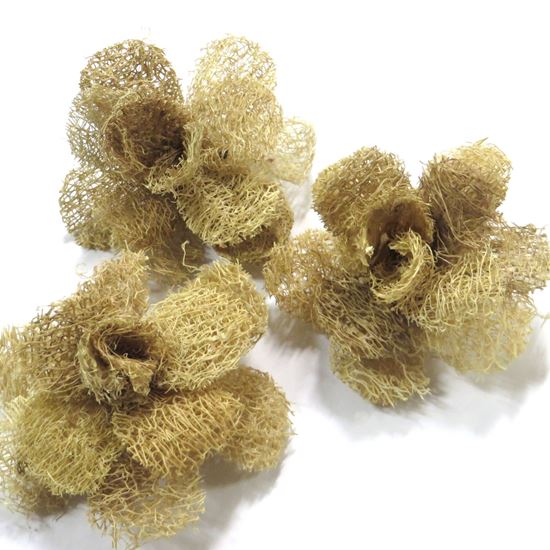 Picture of Luffa deco rose 8cm - přírodní (15ks)