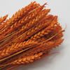 Obrázok z Grano tarwe (pšenica) - farebná (zväzok)