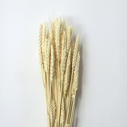 Obrázek Grano tarwe (pšenice) - bělená (svazek)