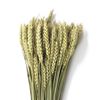 Obrázek z Grano tarwe (pšenice) - přírodní (svazek) 