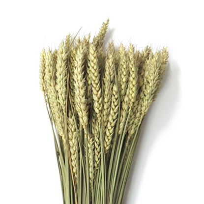 Picture of Grano tarwe (pšenice) - přírodní (svazek)