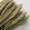 Obrázok z Grano tarwe (pšenica) - prírodná (zväzok)