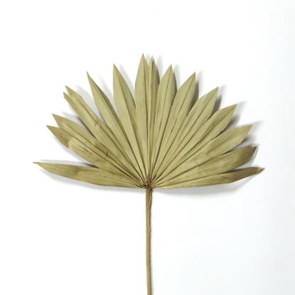 Obrázek Palm sun spear small - přírodní (10ks)