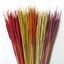 Obrázek Typha pencil (Reed spadix pencil) - barevný (100ks)